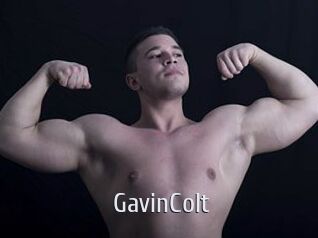 GavinColt