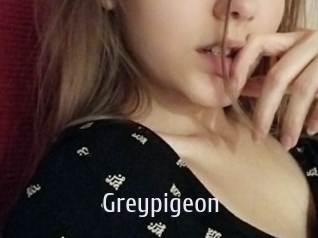 Greypigeon